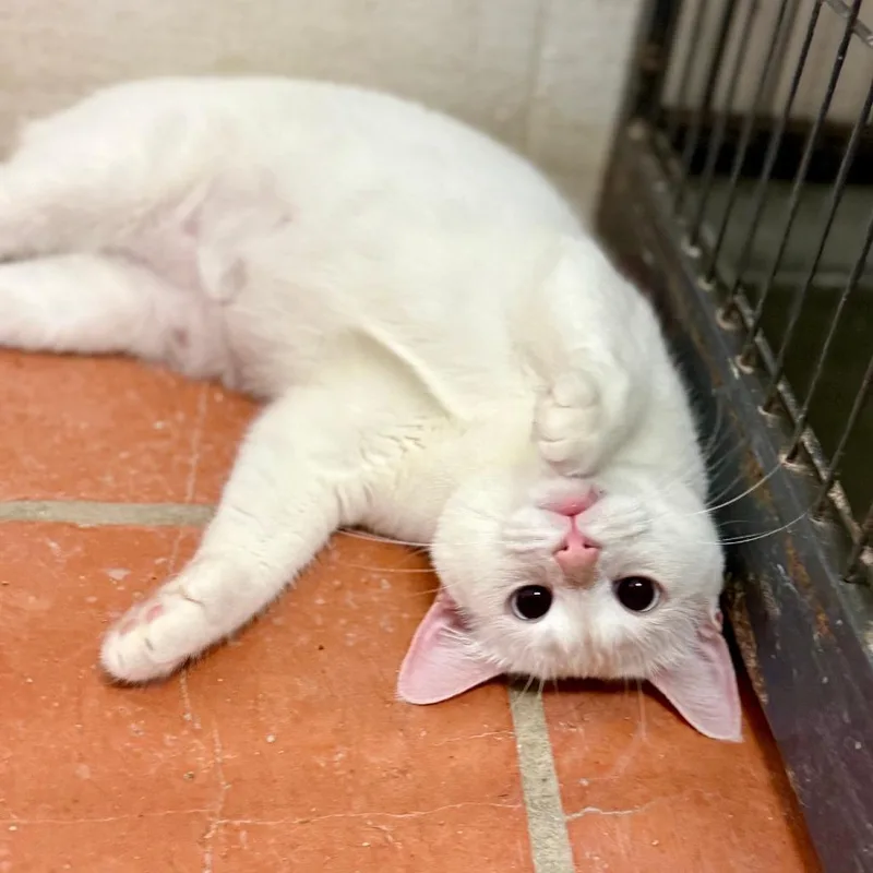 A young medium-sized female White Domestic Short Hair cat named Snowball for adoption in Austin, TX