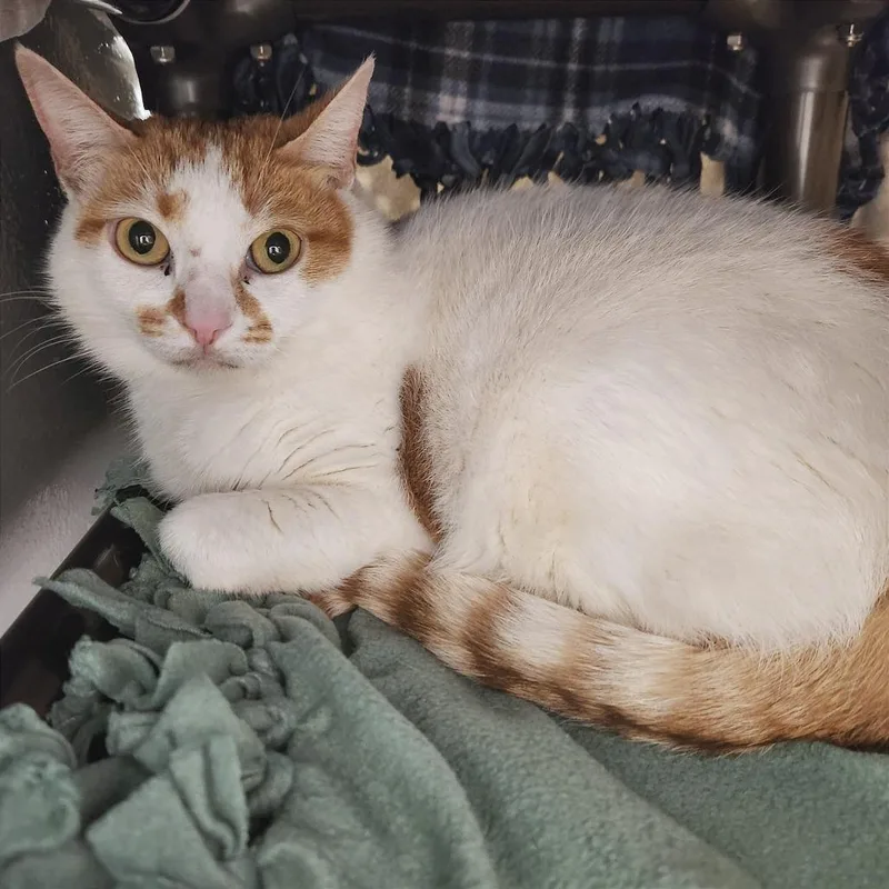 An adult large-sized female Orange / Red Domestic Short Hair cat named Bianca for adoption in Naples, FL