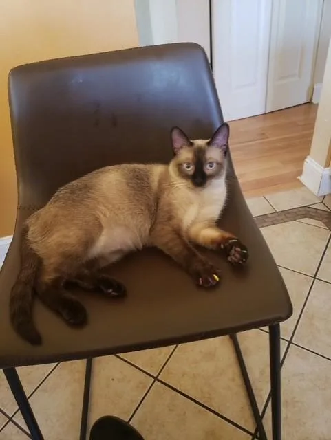 An adult medium-sized female Siamese cat named Yoko  Stunning Siamese for adoption in Ringoes, NJ