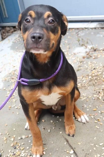 An adult medium-sized male Pit Bull Terrier dog named Snoop for adoption in New Orleans, LA