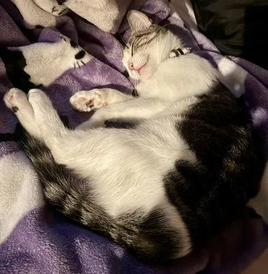 A young medium-sized female Black Domestic Medium Hair cat named Oreo Marie for adoption in Liverpool, TX
