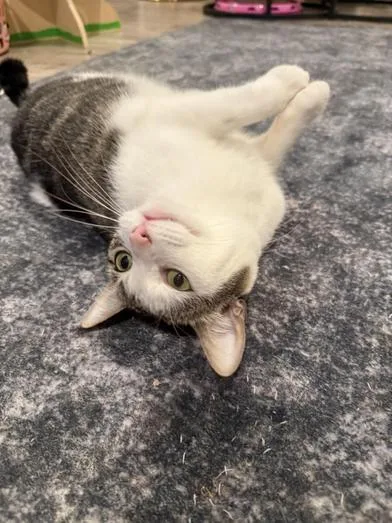 Oreo Marie thumbnail 3