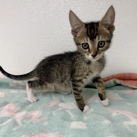 A baby small-sized male Brown / Chocolate Domestic Short Hair cat named Cantaloupe for adoption in Hawthorne, CA