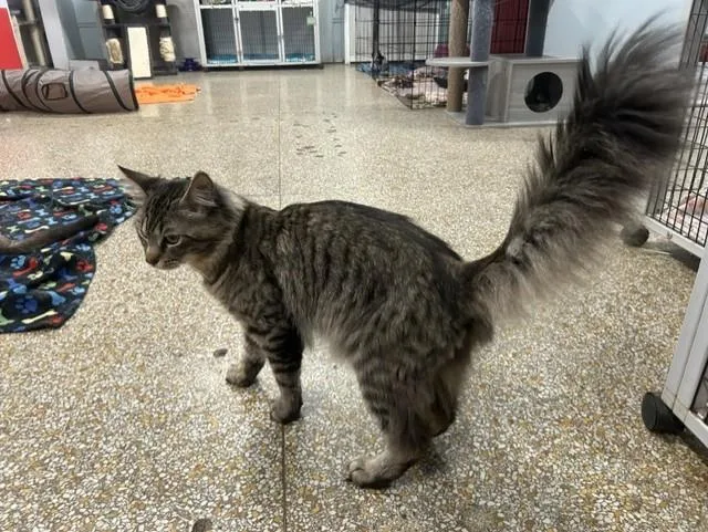 An adult large-sized male Tabby (Brown / Chocolate) Maine Coon cat named Danish for adoption in Chicago, IL