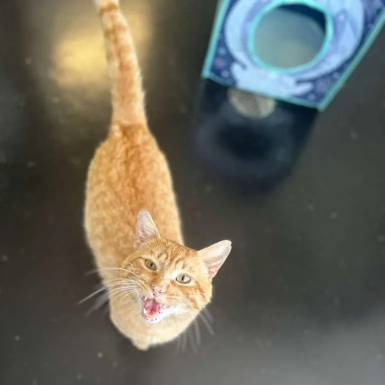 An adult medium-sized male Orange / Red Domestic Short Hair cat named Industrial for adoption in Gadsden, AL