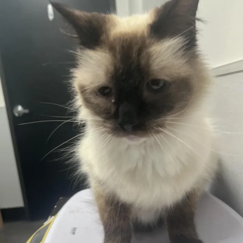 A senior medium-sized male Buff / Tan / Fawn Ragdoll cat named Hudson for adoption in Tampa, FL