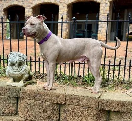An adult medium-sized female Mixed Breed dog named Madam for adoption in Chamblee, GA