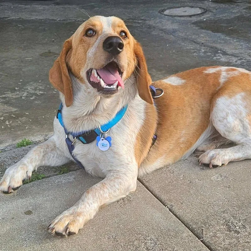 An adult medium-sized male White / Cream Basset Hound dog named Henry  Chino Hills for adoption in Chino Hills, CA