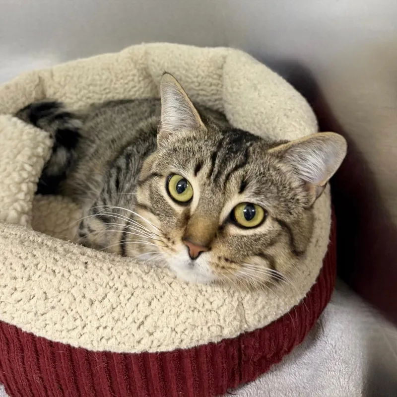 A young small-sized male Domestic Short Hair cat named Toady for adoption in State College, PA