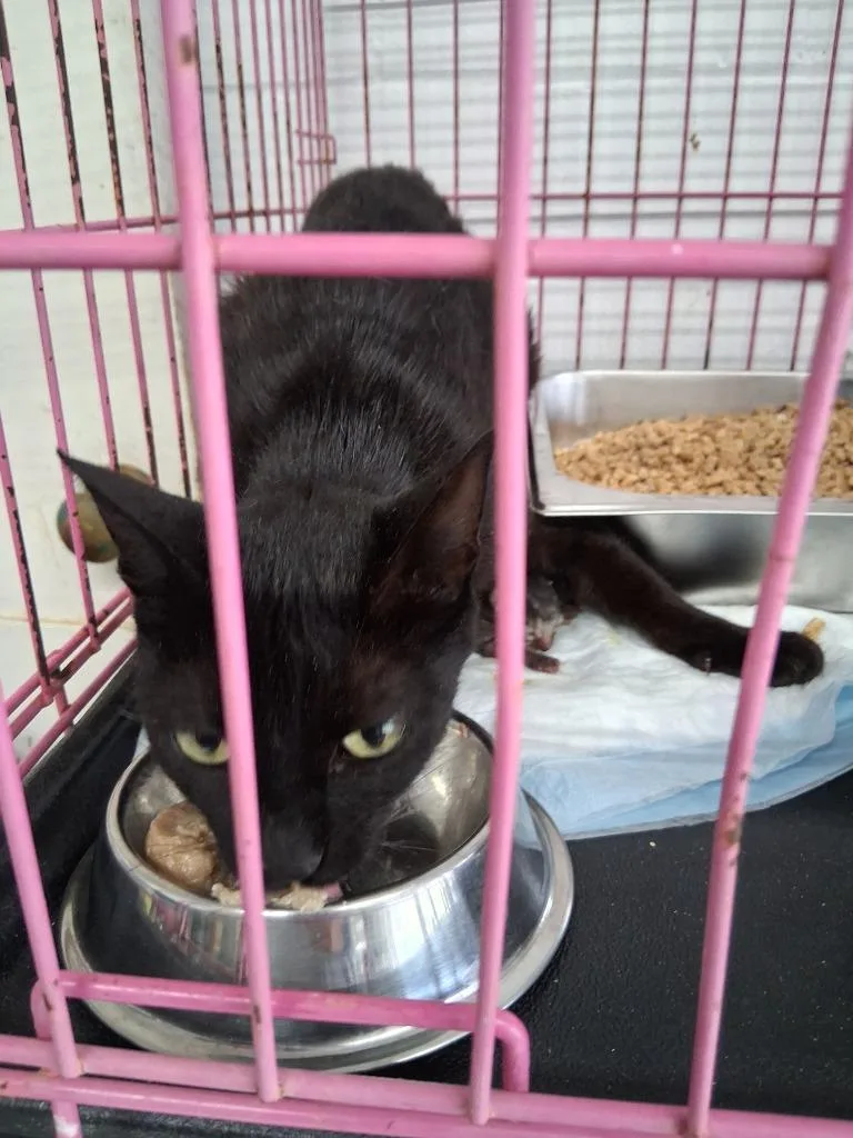 A young large-sized female Domestic Short Hair cat named Selena for adoption in Brownwood, TX