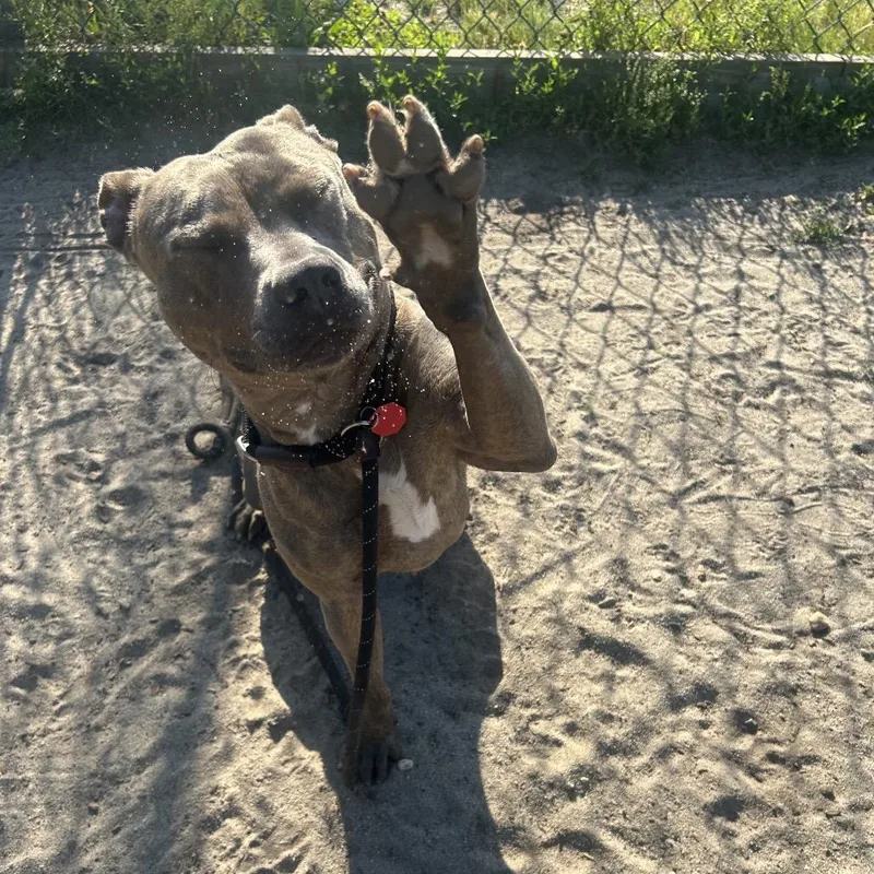 Gina