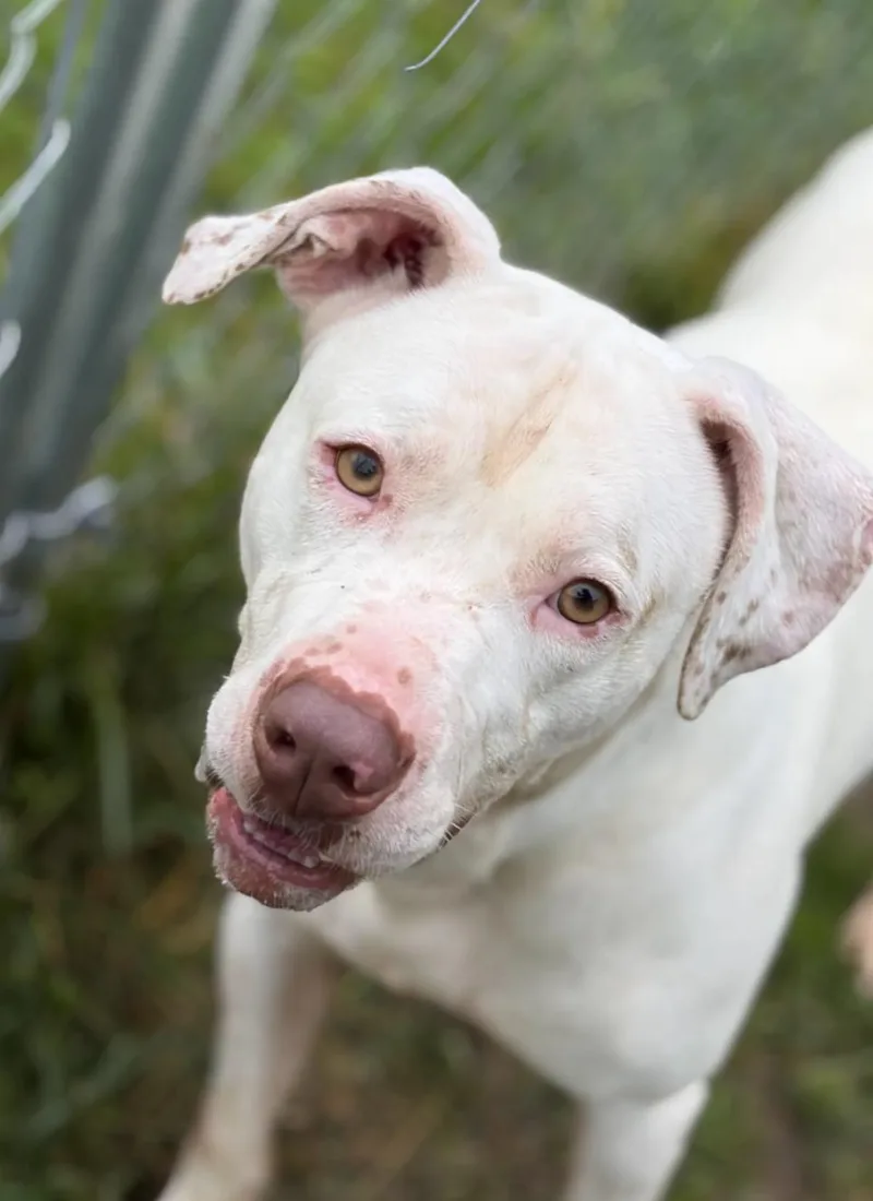 A young medium-sized male White / Cream Mixed Breed dog named Bruno for adoption in Hazard, KY