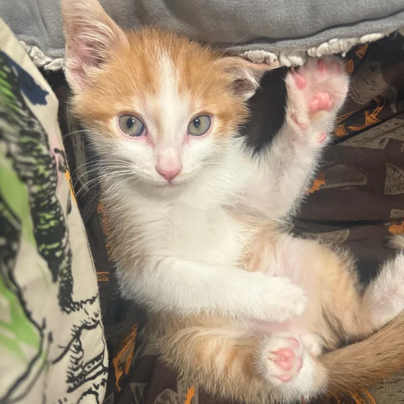 A baby small-sized male Orange / Red Domestic Medium Hair cat named Orange Crush for adoption in South Elgin, IL