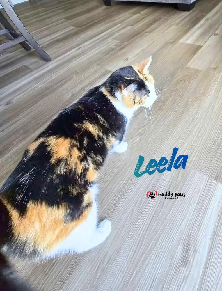 An adult medium-sized female Calico cat named Leela aka Pennie Lane for adoption in Council Bluffs, IA