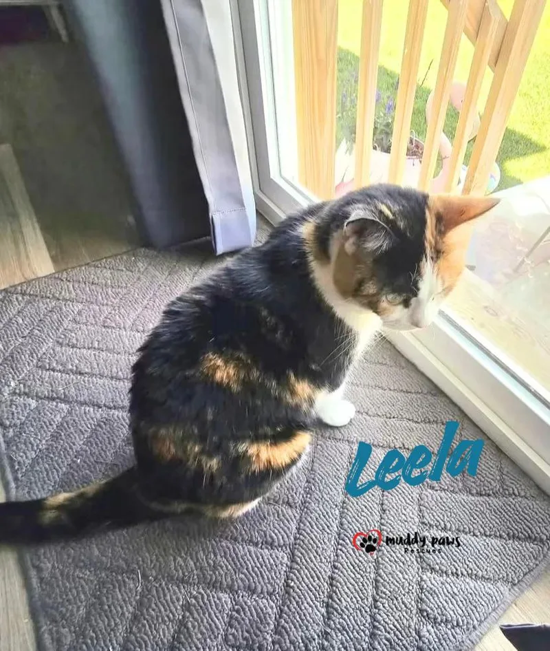 Leela aka Pennie Lane thumbnail 2