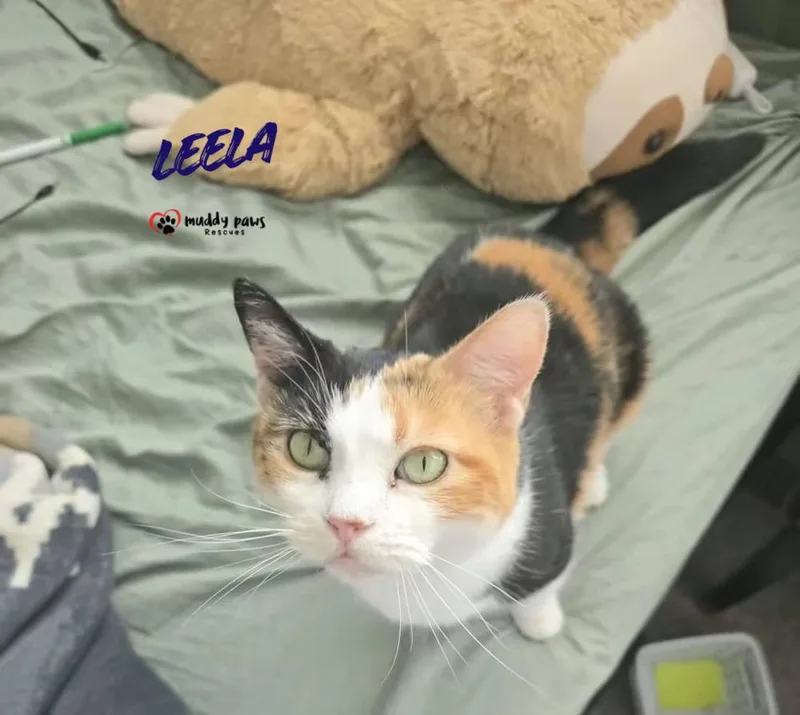 Leela aka Pennie Lane thumbnail 3