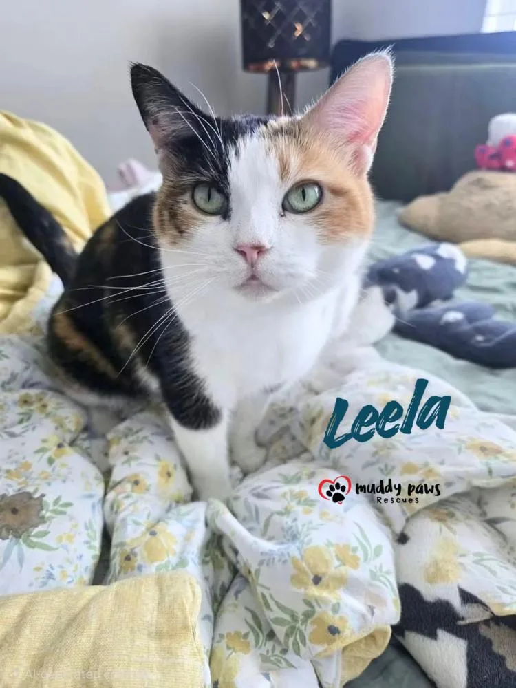 Leela aka Pennie Lane thumbnail 4
