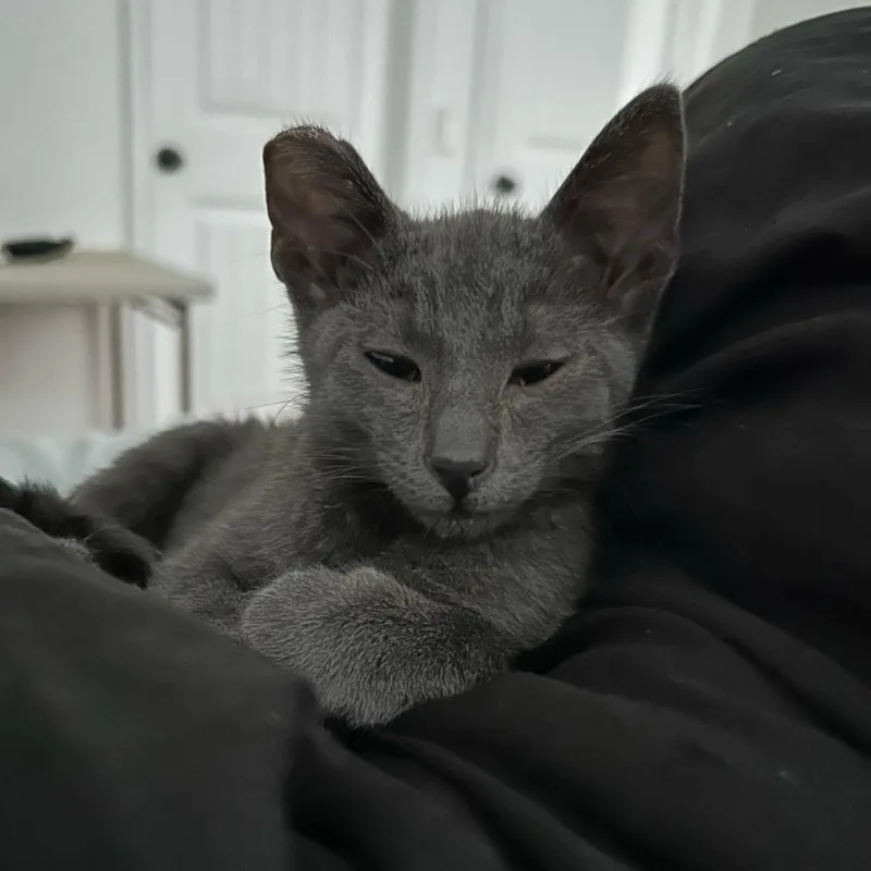 A baby small-sized male Gray / Blue / Silver Domestic Short Hair cat named Blue for adoption in Escondido, CA