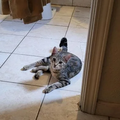 A baby medium-sized female Tabby (Brown / Chocolate) Domestic Short Hair cat named Tiny for adoption in Liverpool, TX