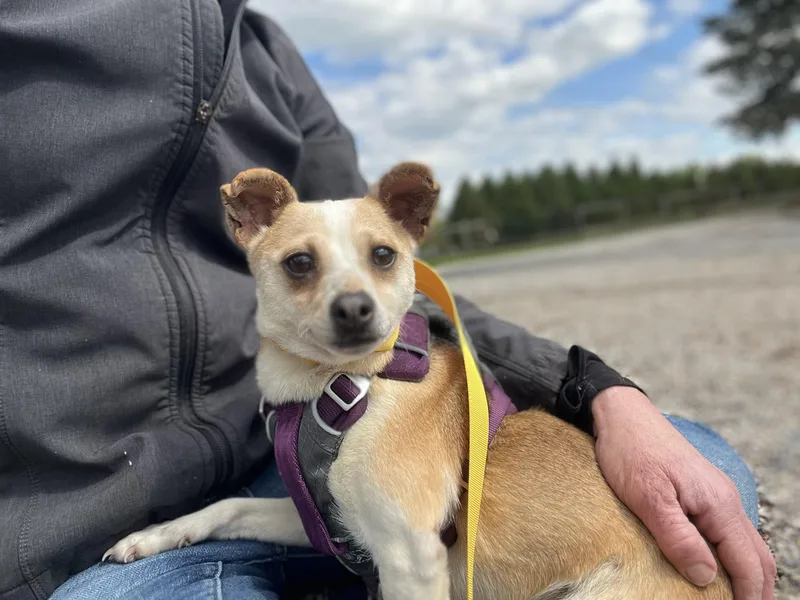 An adult small-sized female Toy Fox Terrier dog named Lizzy for adoption in Havertown, PA