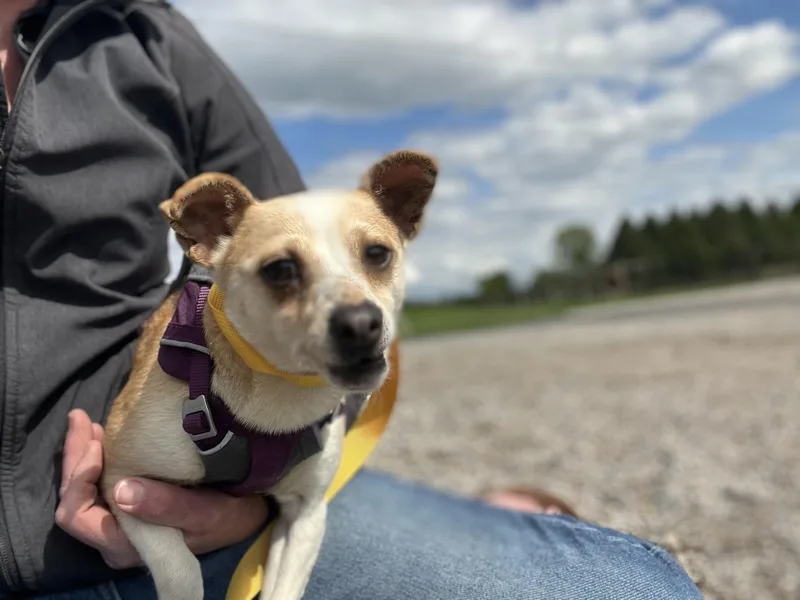 Lizzy thumbnail 3