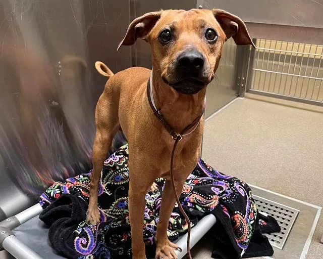 An adult small-sized male Chihuahua dog named Alfie for adoption in Denver, CO