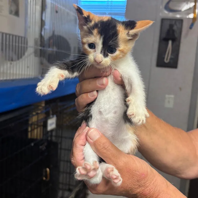 A baby small-sized female Calico Domestic Short Hair cat named Glimmer for adoption in Hinesville, GA