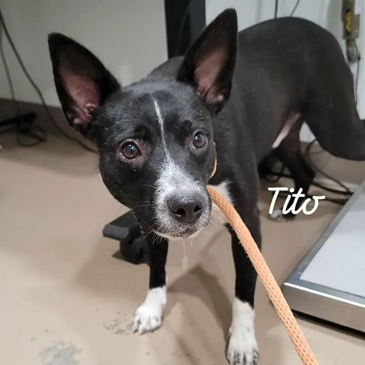 Tito