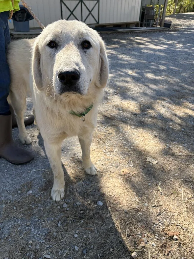 A young large-sized male Great Pyrenees dog named George Washington for adoption in Lawrenceburg, TN
