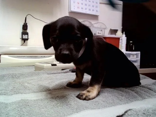 A baby small-sized male Terrier dog named Crunchwrap for adoption in Martinez, CA