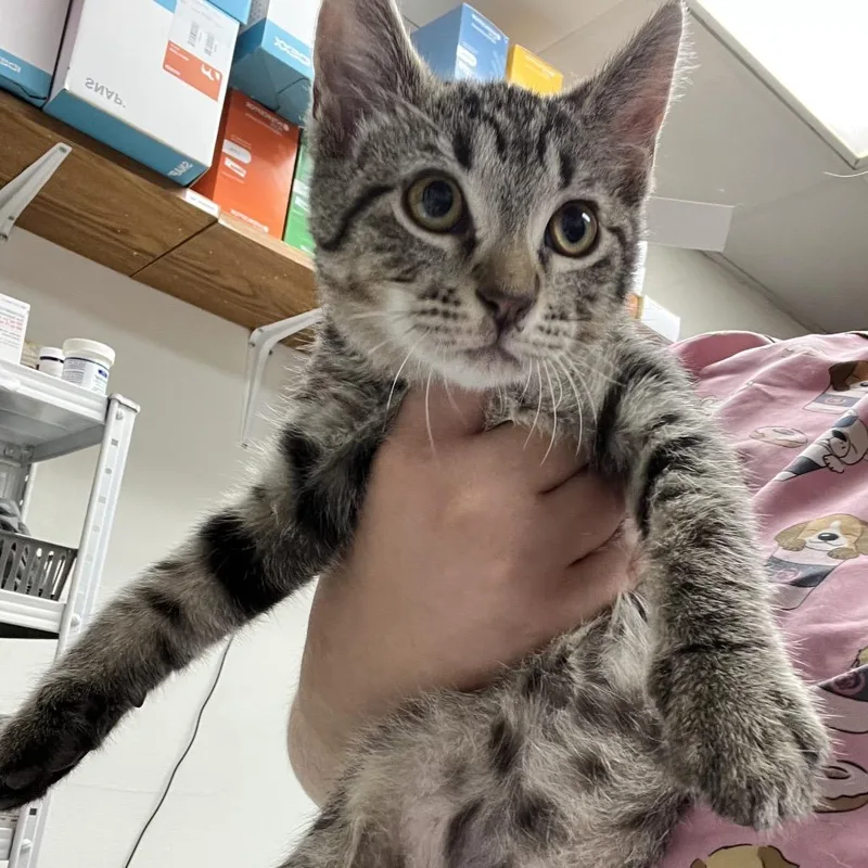 A baby small-sized male Brown / Chocolate Domestic Short Hair cat named Graphite for adoption in Birmingham, AL