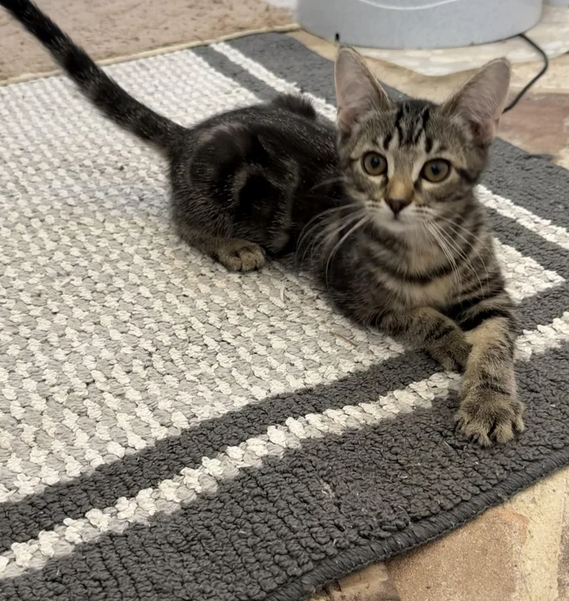 Cat Eye  Riley thumbnail 2