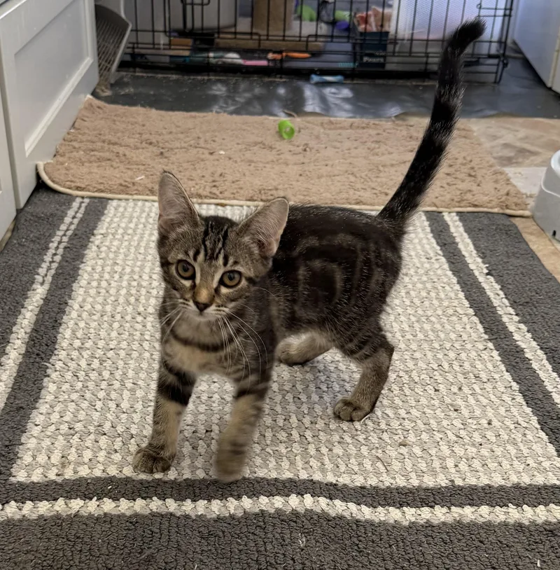 Cat Eye  Riley thumbnail 3