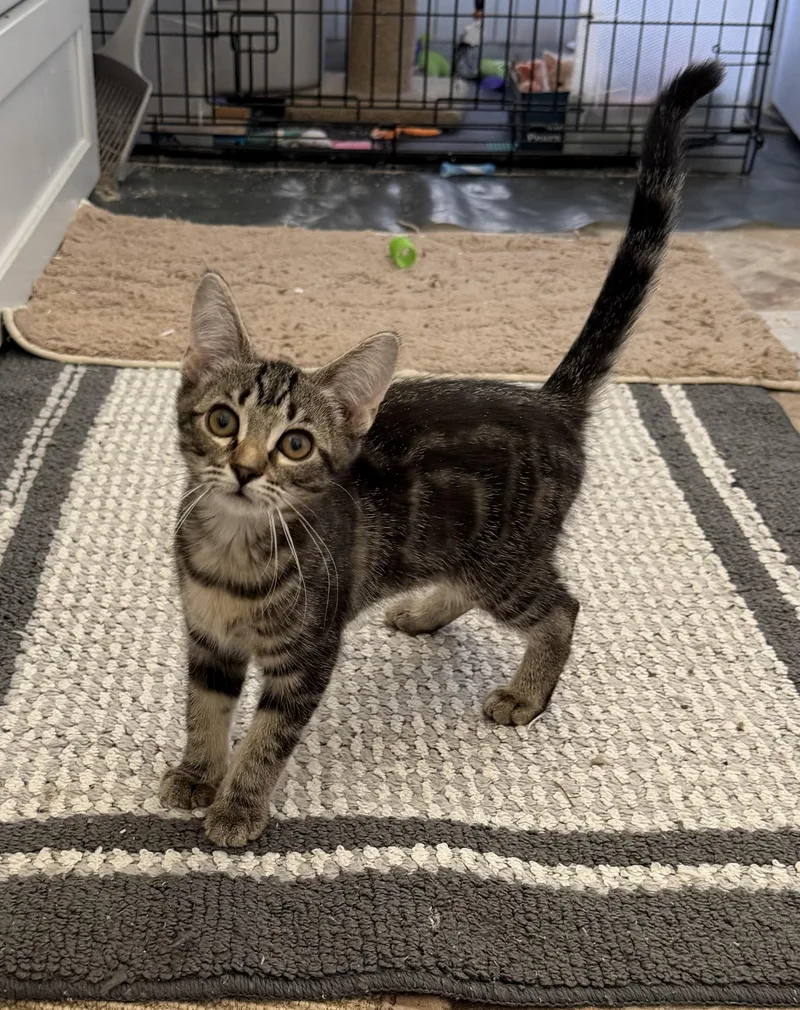 Cat Eye  Riley thumbnail 4