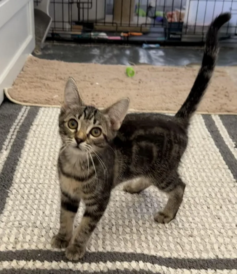 Cat Eye  Riley thumbnail 5