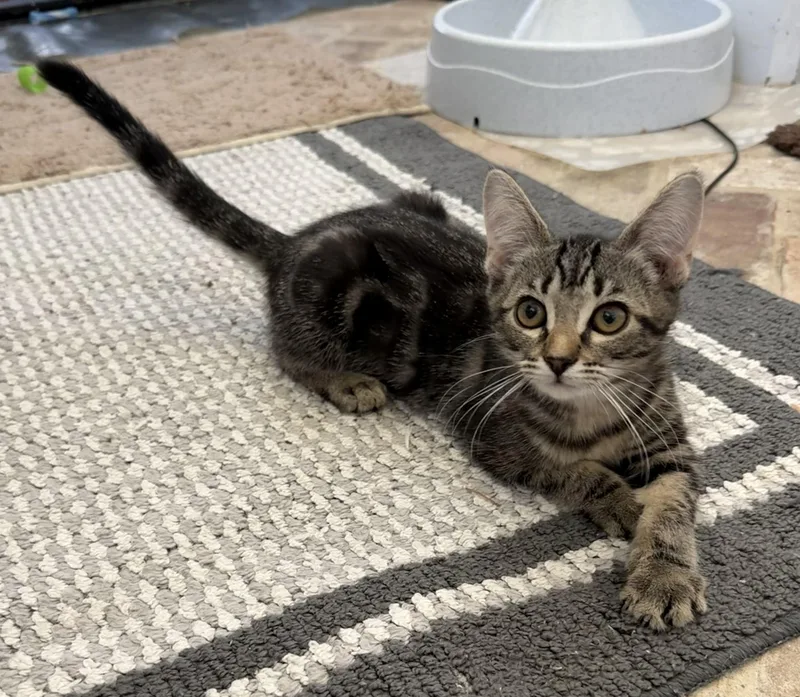 A baby small-sized female Gray / Blue / Silver Domestic Short Hair cat named Cat Eye  Riley for adoption in Spring, TX