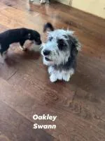 Oakley Swann