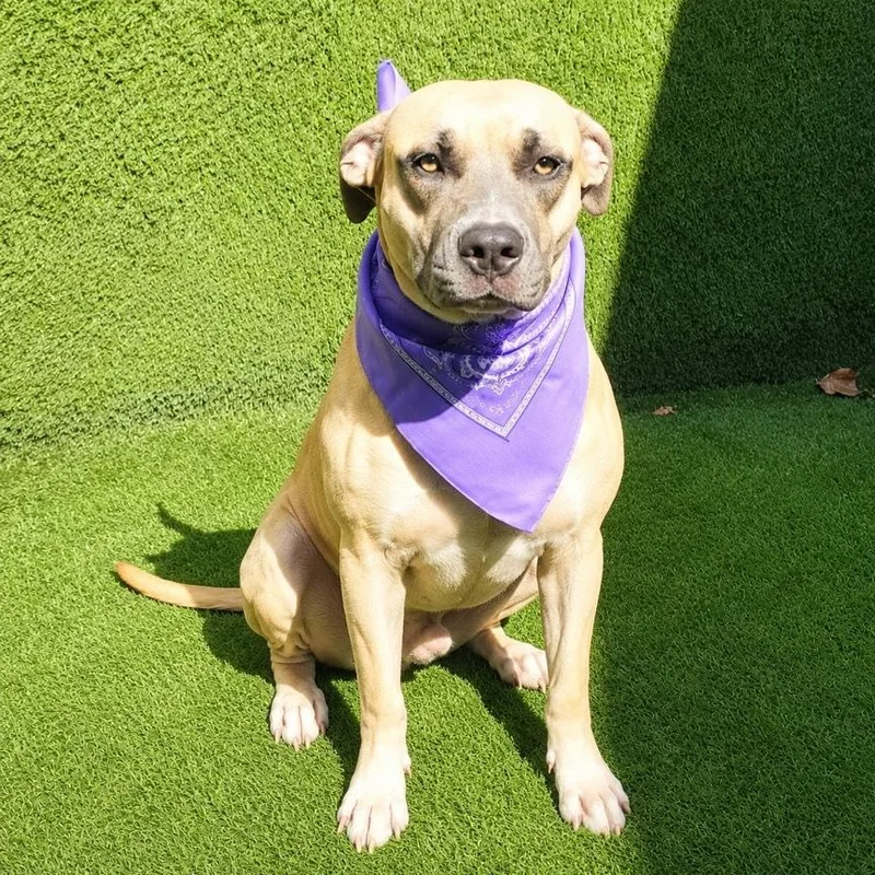 A young medium-sized male Yellow / Tan / Blond / Fawn American Staffordshire Terrier dog named Winston for adoption in Oak Point, TX