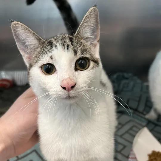 A baby medium-sized female White Domestic Short Hair cat named Mirage for adoption in Matteson, IL
