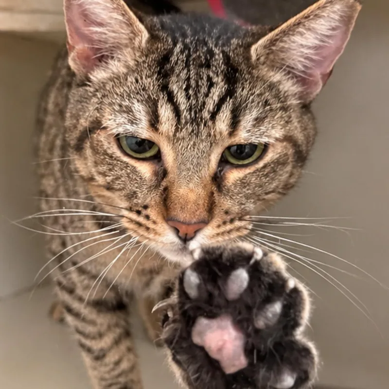 A young medium-sized female Domestic Short Hair cat named Bella for adoption in New Castle, IN