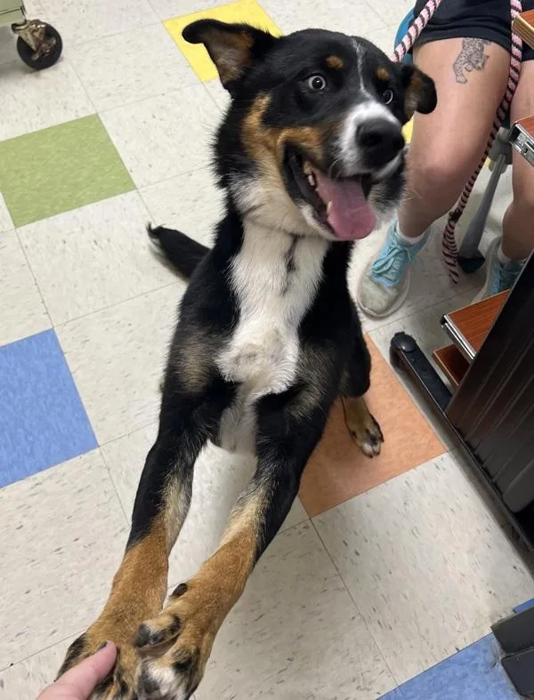 A young large-sized male Siberian Husky dog named Shasta for adoption in Sioux City, IA