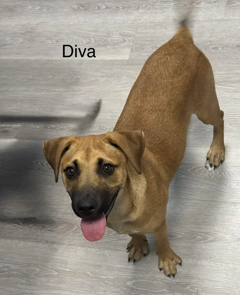 A baby medium-sized female Golden Shepherd dog named Diva for adoption in Ulster, PA
