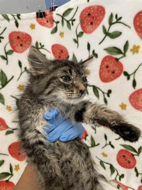 A baby small-sized male Domestic Short Hair cat named Maxie for adoption in San Jose, CA