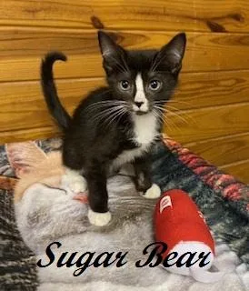 A baby medium-sized female Black & White / Tuxedo Tuxedo cat named Sugar Bear for adoption in Southern Pines, NC