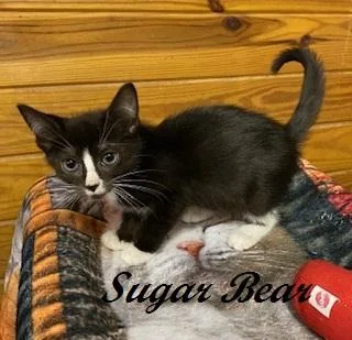 Sugar Bear thumbnail 2