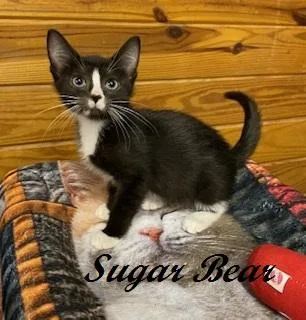 Sugar Bear thumbnail 3