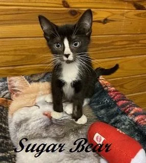 Sugar Bear thumbnail 4