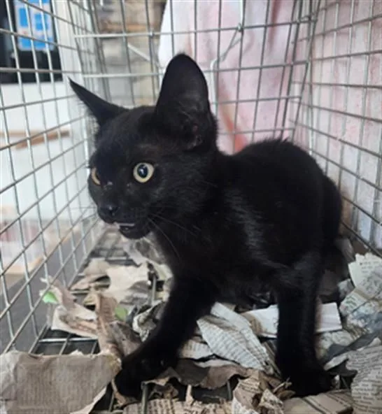 A baby large-sized female Domestic Short Hair cat named Onyx for adoption in Los Angeles, CA