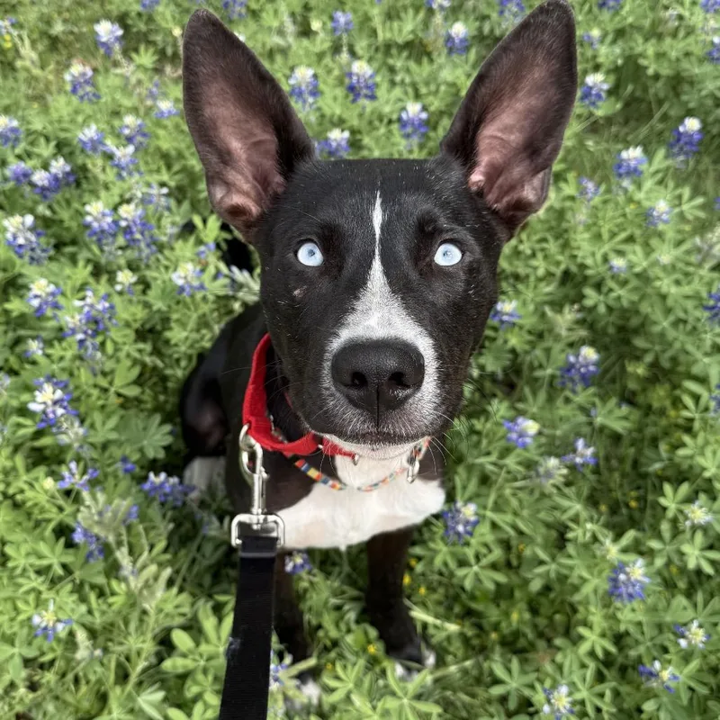 A young small-sized male Black Husky dog named Journey for adoption in Austin, TX