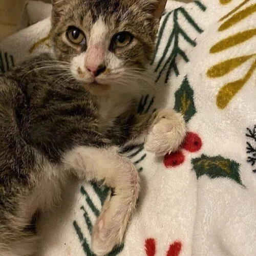A young small-sized male Domestic Short Hair cat named Sweetie for adoption in Tampa, FL